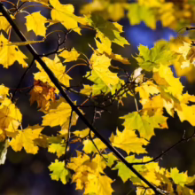 Acer pseudoplatanus 'Leopoldii' leaves, vibrant yellow with hints of green, displayed on dark branches against a shadowed backdrop.
