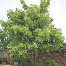 Acer pseudoplatanus 'Leopoldii' tree with variegated green and yellow leaves, creating a dappled sunlight effect in a garden setting.