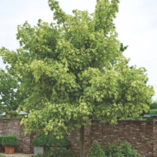 Acer pseudoplatanus 'Leopoldii' tree: a striking specimen with green leaves uniquely variegated with creamy yellow.