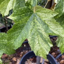 Acer pseudoplatanus ‘Leopoldii’ leaves: striking green maple foliage speckled with creamy white variegation