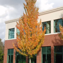 Acer rubrum 'Armstrong' maple tree displaying vibrant fall foliage in shades of orange, yellow, and red, with a narrow, upright growth habit.
