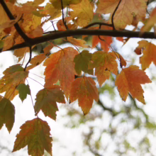 Acer rubrum 'Armstrong' leaves changing color from green to vibrant orange and yellow in autumn