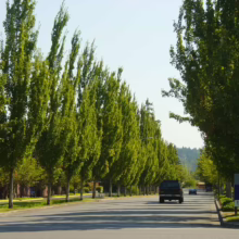 Rows of tall, narrow Acer rubrum 'Armstrong' trees lining a street, creating a green canopy.
