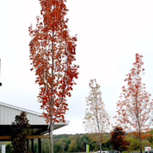 Acer rubrum 'Armstrong' tree with vibrant red fall foliage, columnar shape. Landscaping with white hydrangeas in foreground.