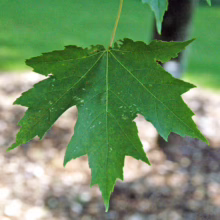 Green Acer rubrum 'Armstrong' leaf with five pointed lobes and prominent veins, showcasing its vibrant color and unique shape