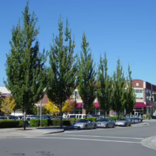 Acer rubrum 'Armstrong' trees line a street, their columnar shape contrasting with the brick building behind them under a clear blue sky.