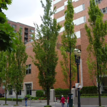 Acer rubrum ‘Armstrong’ trees lining a city sidewalk, with columnar shape and green leaves against a brick building backdrop