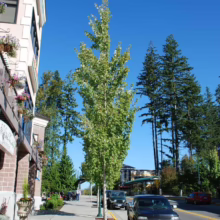 Acer rubrum ‘Armstrong’ tree with upright form, green leaves, planted along a city sidewalk, offering shade and visual appeal.