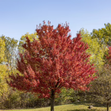 Acer rubrum 'Autumn Glory' tree ablaze with vibrant red leaves, standing prominently in a lush green field under a clear blue sky.