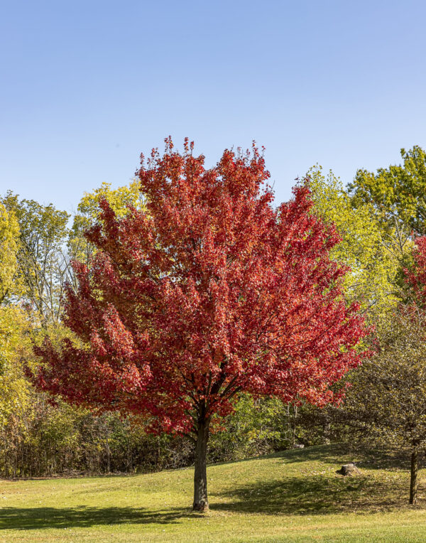 Acer rubrum 'Autumn Glory' - Image 2
