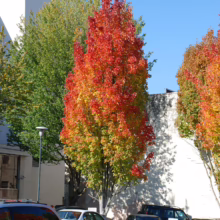 Acer rubrum ‘Bowhall’ tree with vibrant fall foliage; red, orange, and yellow leaves against a clear blue sky.