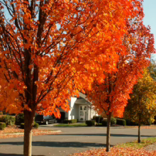Acer rubrum 'Bowhall' trees with bright orange autumn leaves line a street with fallen leaves, white building in background.