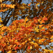 Acer rubrum 'Bowhall' maple tree ablaze with vibrant autumn foliage: red, orange, and yellow leaves against a clear blue sky.