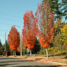 Acer rubrum ‘Bowhall’ trees in vibrant autumn foliage, lining a street with fallen leaves under a clear blue sky