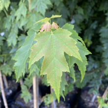 Acer rubrum 'Bowhall' maple leaf close-up. Green, 5-lobed leaf with pointed tips and reddish edges, showcasing its vibrant foliage