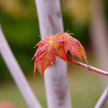 Acer rubrum 'Bowhall' sapling: Vibrant red-orange new leaves sprout from a pale trunk, showcasing the tree's spring color.