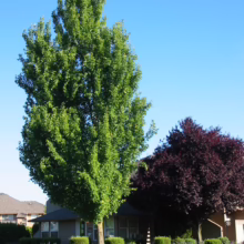 Acer rubrum 'Bowhall' tree, tall and slender with green leaves, stands next to a round purple-leafed tree in a landscaped front yard.