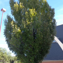 Acer rubrum ‘Bowhall’ tree with a narrow, upright form and lush green leaves, set against a bright blue sky