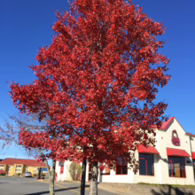 Acer rubrum 'Brandywine' tree with brilliant red autumn foliage against a clear blue sky.