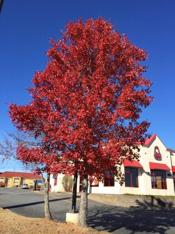 <i>Acer rubrum</i> 'Brandywine' - Image 6