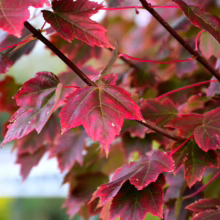Acer rubrum 'Brandywine' leaves: vibrant red and green foliage on a tree branch, showcasing autumn color.