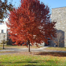 Acer rubrum 'Brandywine' tree ablaze with vibrant red autumn foliage, standing proudly on a sun-dappled lawn.