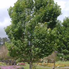 Acer rubrum 'Brandywine' tree with lush green foliage and rounded crown, planted in a garden setting with colorful flowers