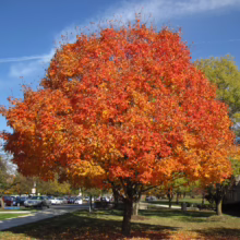 Acer saccharum tree ablaze with vibrant orange and yellow autumn leaves, standing tall on a sunny day