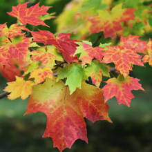 Acer saccharum leaves transitioning from green to vibrant red and yellow in autumn
