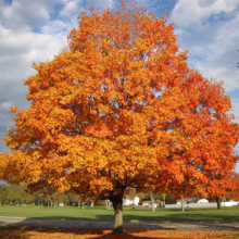 Acer saccharum tree with vibrant orange and yellow autumn foliage against a partly cloudy sky