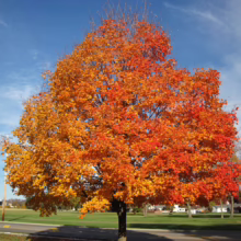 Acer saccharum tree ablaze with vibrant orange and yellow fall foliage against a clear blue sky.