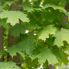 Acer saccharum leaves with their characteristic five-lobed shape, vibrant green color, and textured bark of the tree trunk.