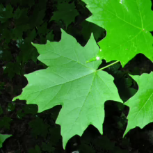 Bright green Acer saccharum (sugar maple) leaves, showing the characteristic 5-lobed shape and prominent veins