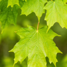 Bright green Acer saccharum (sugar maple) leaves, showing their distinctive 5-lobed shape and vibrant color