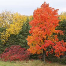 Acer saccharum tree ablaze in vibrant orange-red fall foliage, contrasting with yellow and green trees in the background