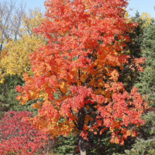 Acer saccharum tree ablaze in vibrant fall colors: fiery red and orange leaves against a clear blue sky