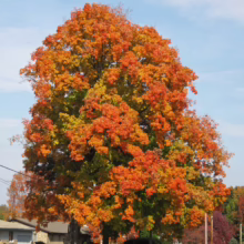 Acer saccharum tree ablaze with autumn colors, its leaves a mix of vibrant orange and yellow