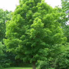 Lush, vibrant green Acer saccharum (sugar maple) tree with a full, rounded crown, surrounded by green grass and foliage.