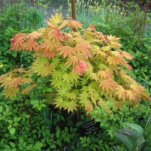 Acer shirasawanum 'Autumn Moon' maple. Young tree with vibrant green, yellow, and red leaves. A small, colorful specimen in a garden setting.