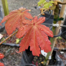 Acer shirasawanum 'Autumn Moon' maple leaves, vibrant coral-red with water droplets, showcasing the tree's stunning spring color.