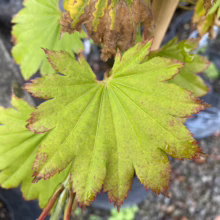 Acer shirasawanum 'Autumn Moon' leaf: Palette of green, red-tipped edges, and hints of yellow, showcasing its vibrant seasonal color transition.