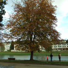 Large Aesculus hippocastanum tree with yellow autumn leaves, near a river where three people are standing.