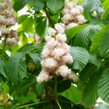 Aesculus hippocastanum 'Baumannii' blossoms: White and light pink flower clusters amid lush green leaves.