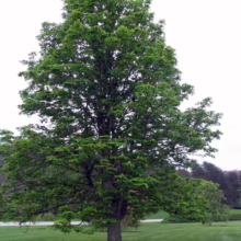 Aesculus hippocastanum 'Baumannii' tree with a dense, rounded crown of lush green leaves in a grassy landscape.