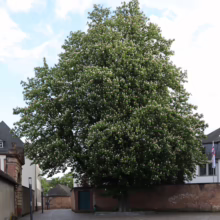 Large Aesculus hippocastanum (horse chestnut) tree in full bloom, covered in white flowers, against a partly cloudy sky and buildings.