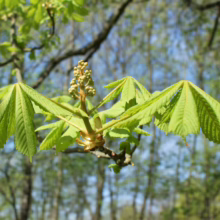 Aesculus hippocastanum branch with new leaves & flower buds in spring. Fresh green foliage against a blurred tree background.