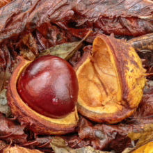 Aesculus hippocastanum: Shiny brown chestnut emerging from its spiky shell amidst wet, fallen leaves.