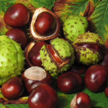 Aesculus hippocastanum (horse chestnuts) with spiky green shells and shiny brown nuts, some partially opened on autumn leaves