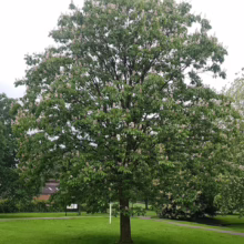 Large Aesculus indica tree in full bloom with white flowers, standing on a lush green lawn.