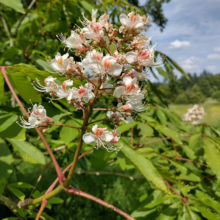 Aesculus indica bloom: White flowers with pink accents, clustered amidst lush green foliage.